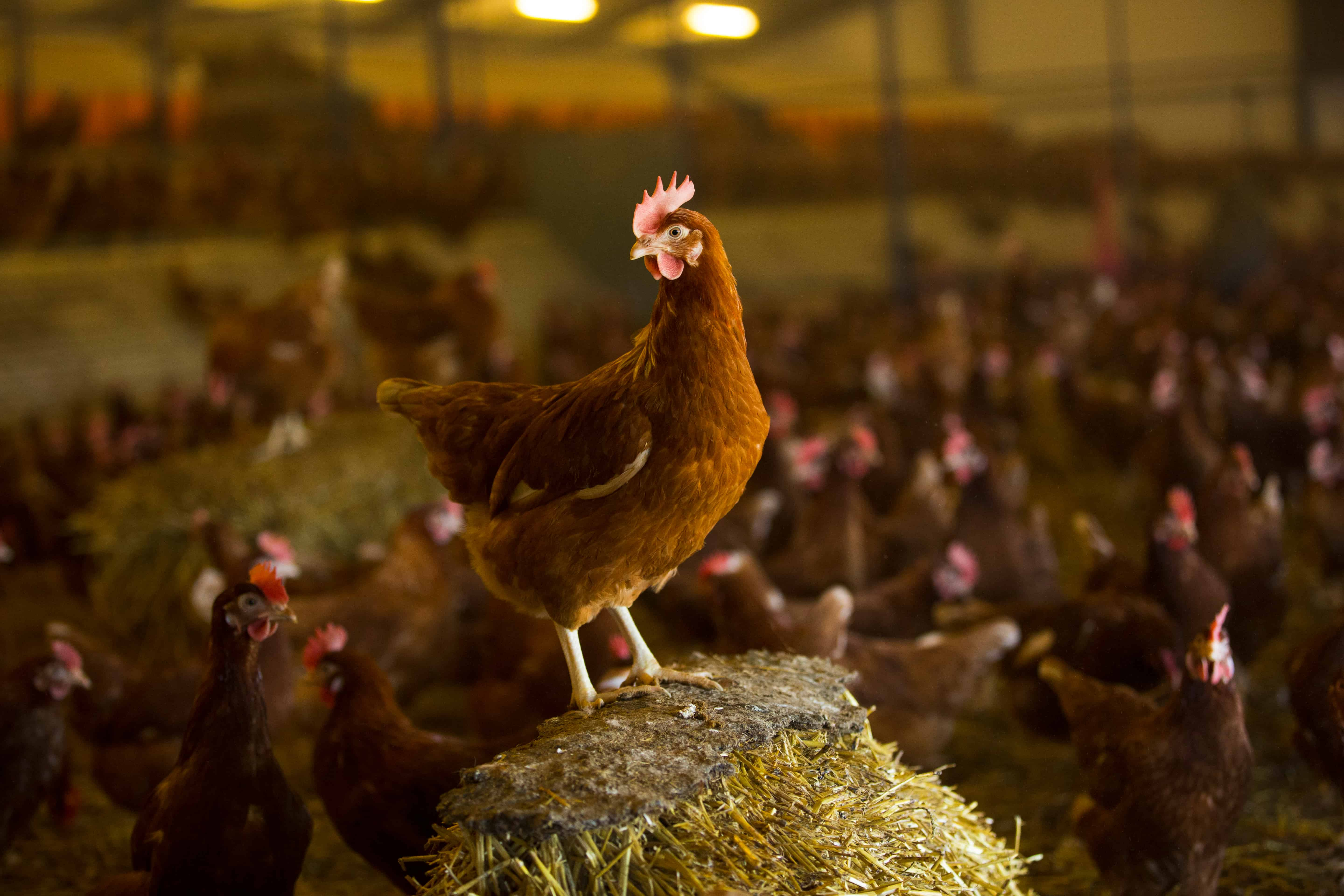 Egg labelling  British Hen Welfare Trust