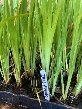 Yellow Flag Iris