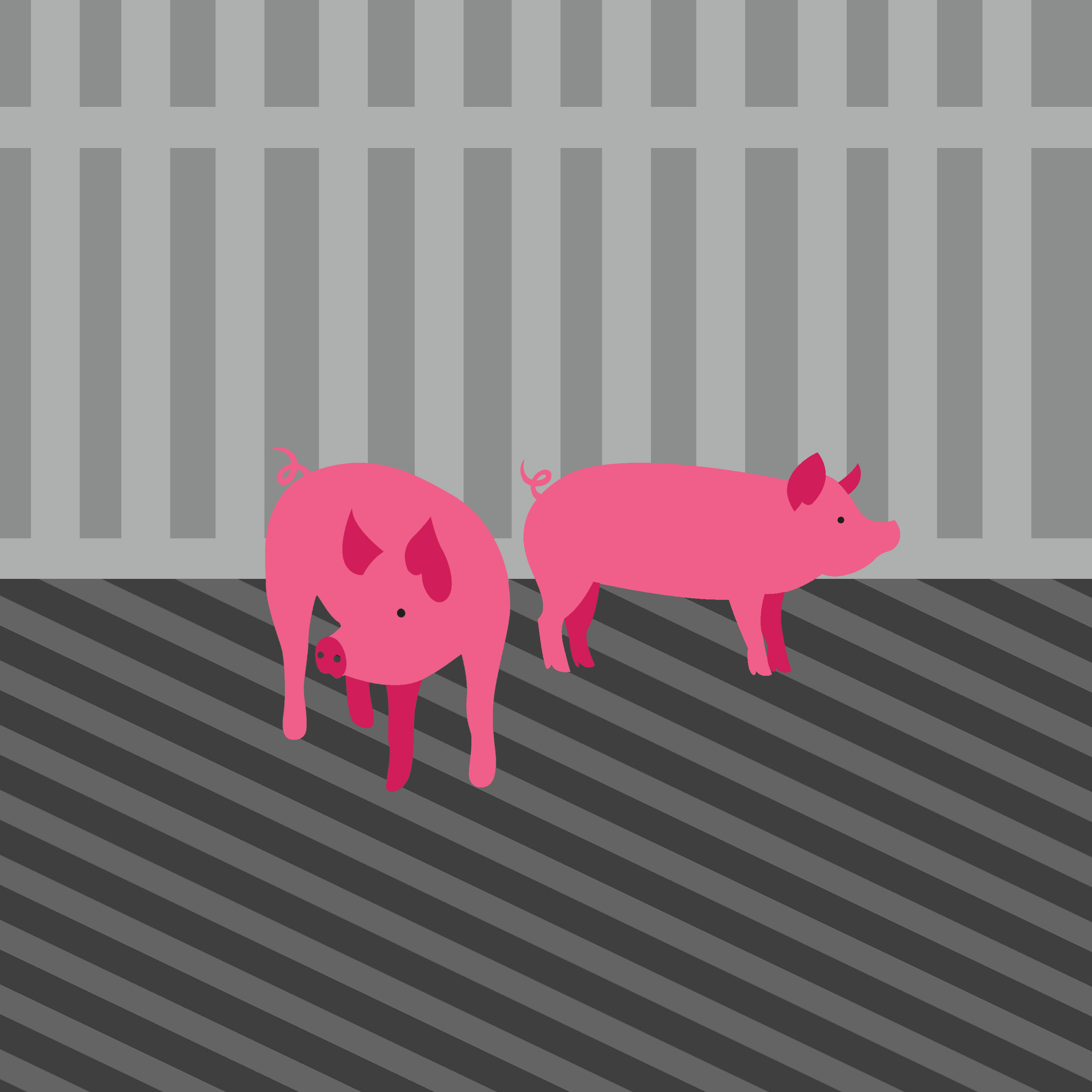 Piglets growing farm