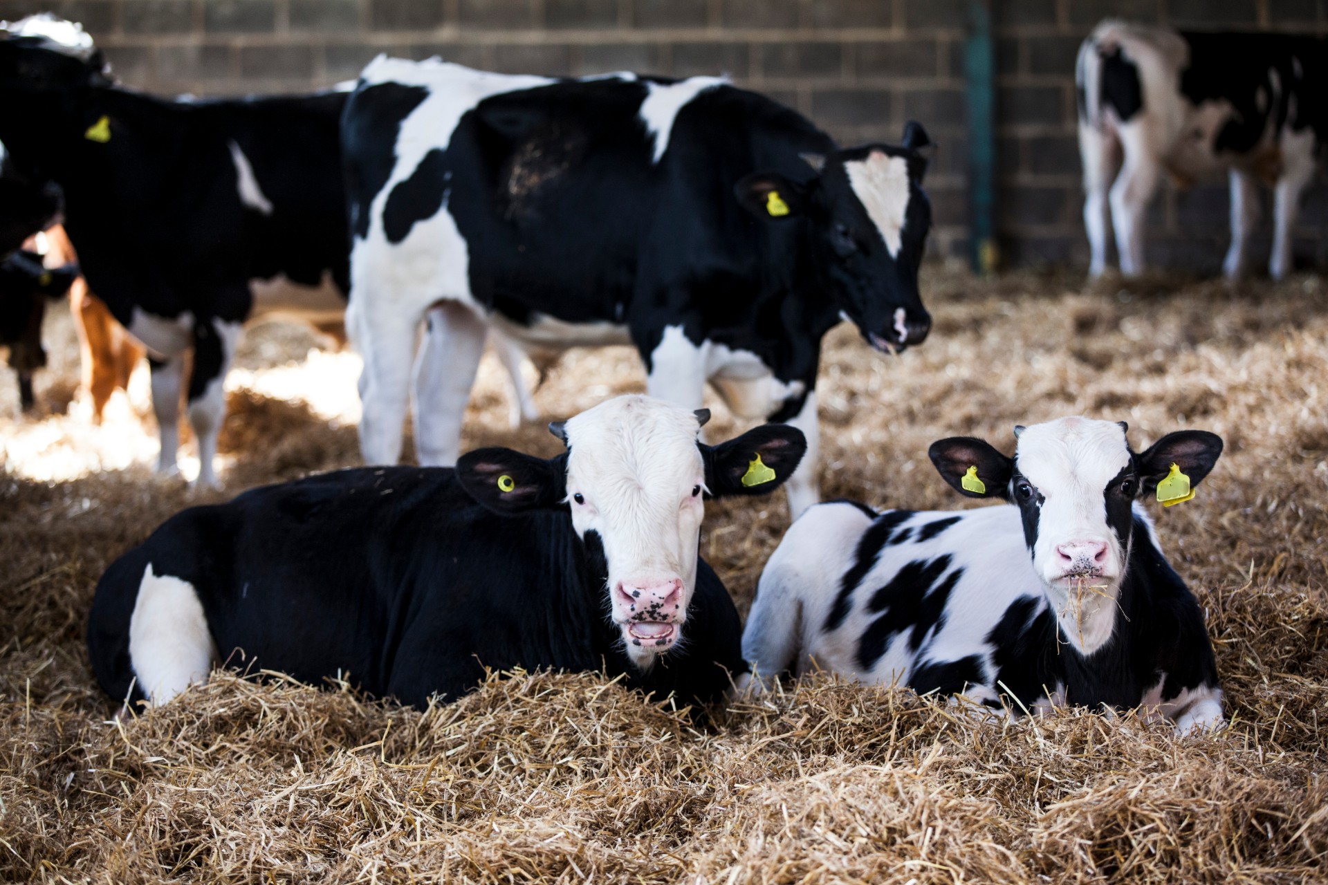 Dairy cows | RSPCA Assured