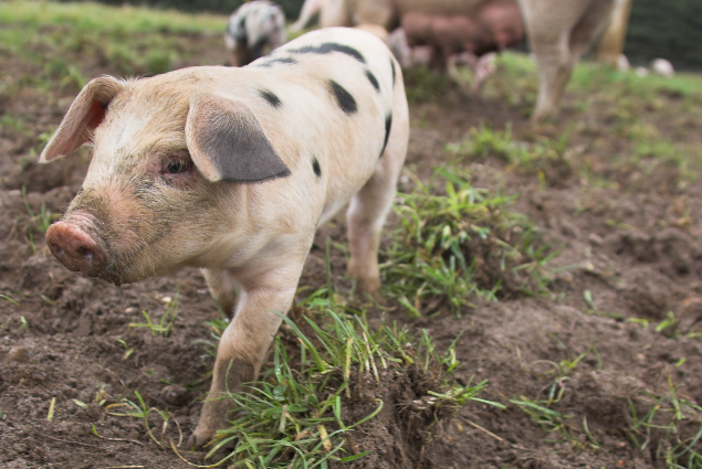 RSPCA Assured piglet walking outside