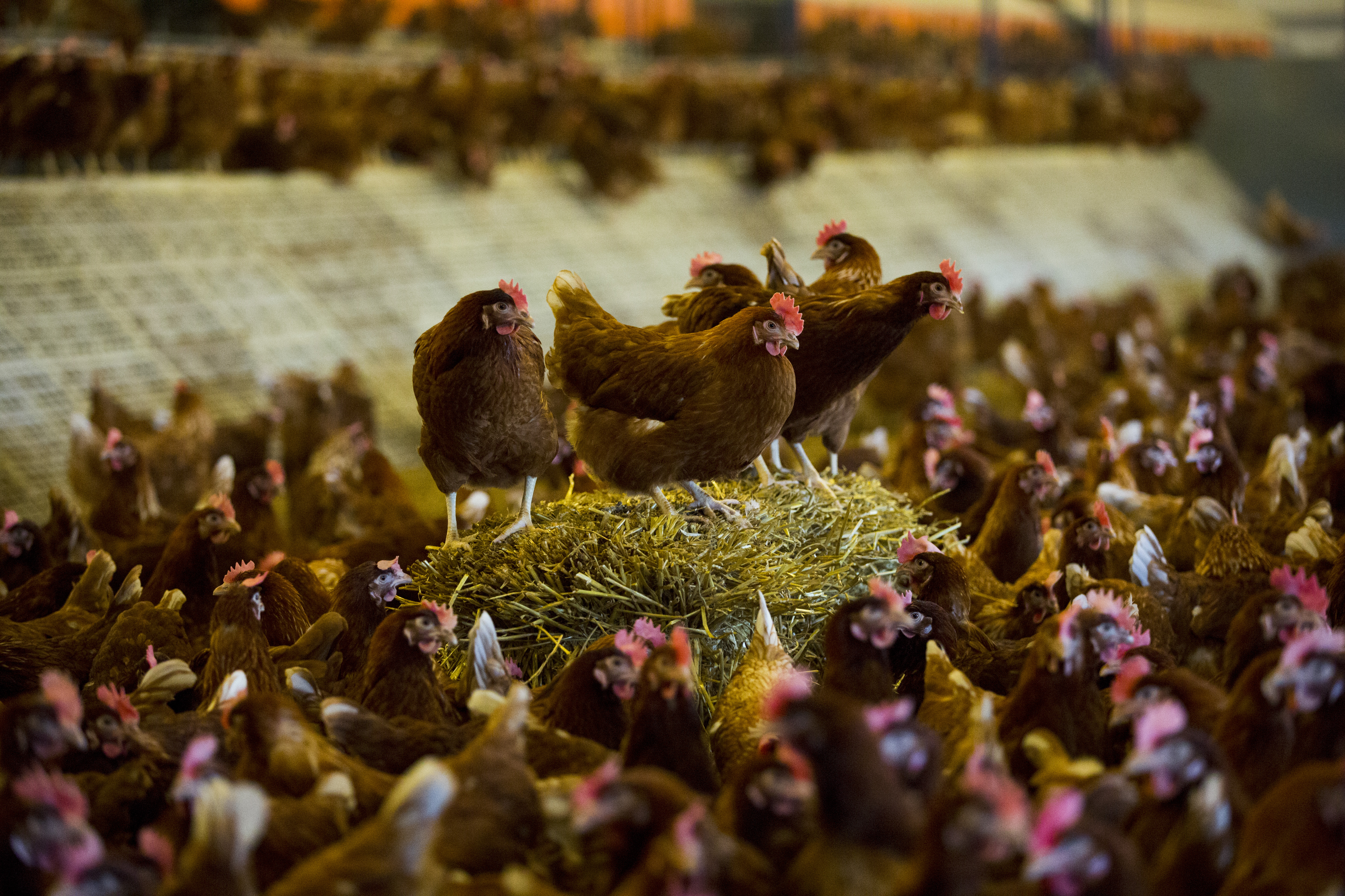 Some “free range” chickens never leave the barn.