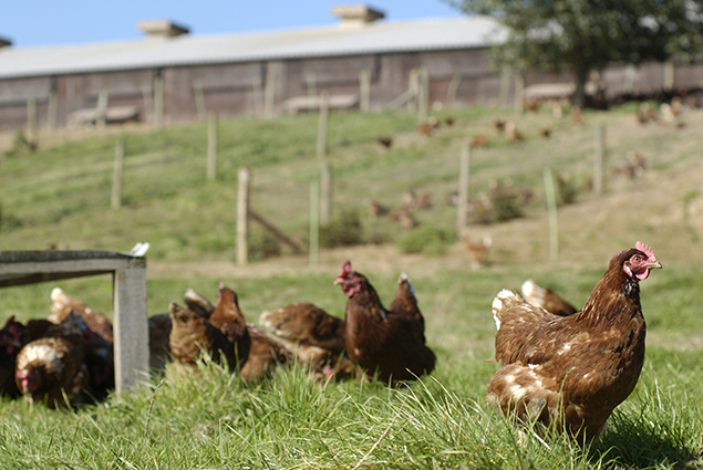 Free range egg laying hens