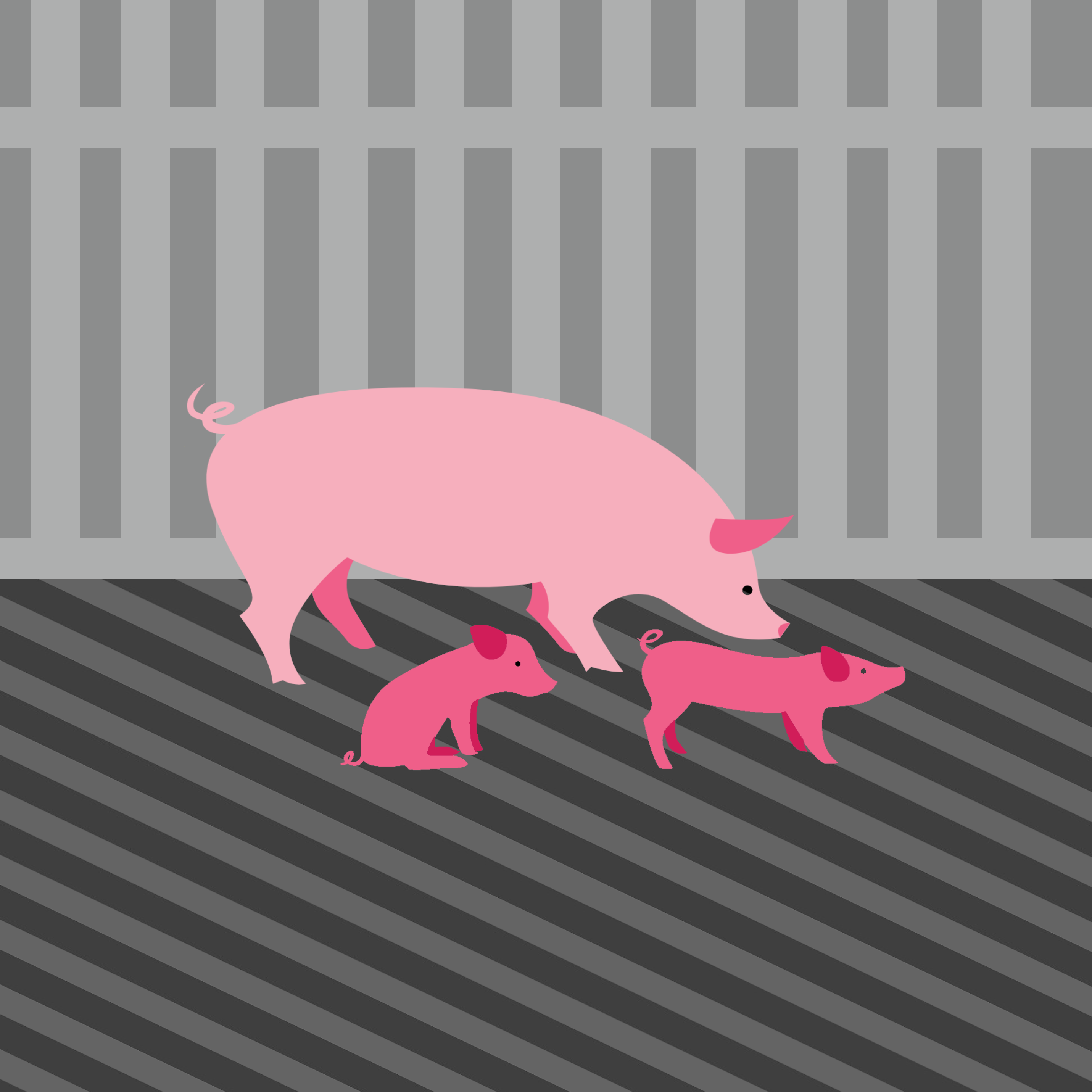 Farrowing & Suckling Piglets Indoor