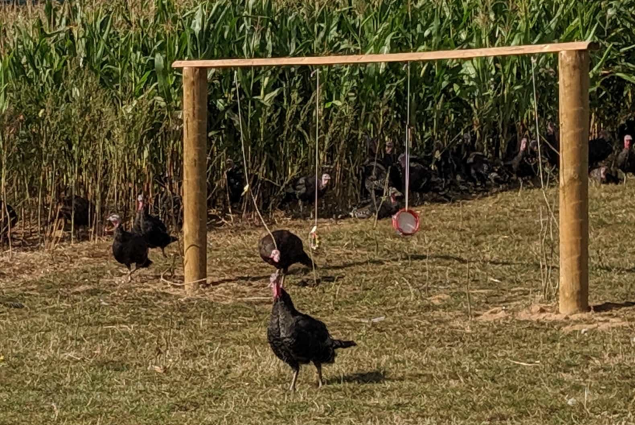 RSPCA Assured turkeys